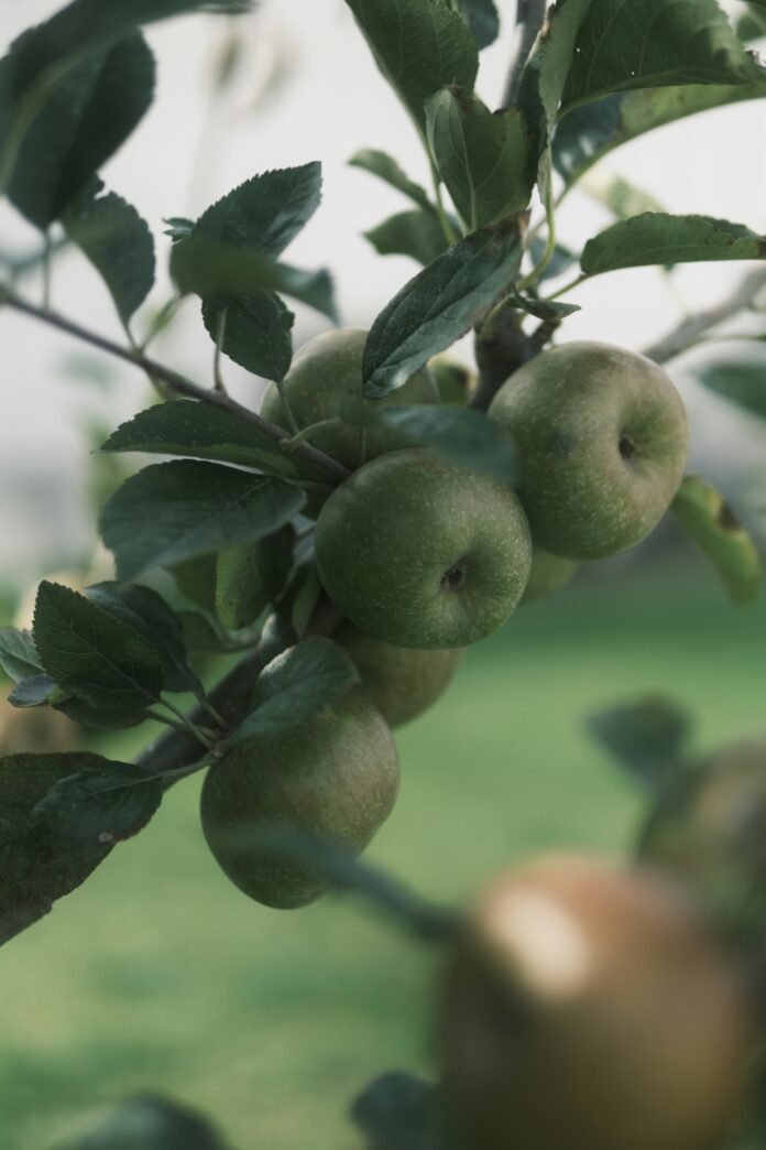 Vergers pommes kiwis arboriculture Tarn-et-Garonne vallée Garonne premier producteur France