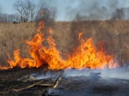 incendie végétation broussailles flammes feu Tarn-et-Garonne canicule sécheresse juillet 2026
